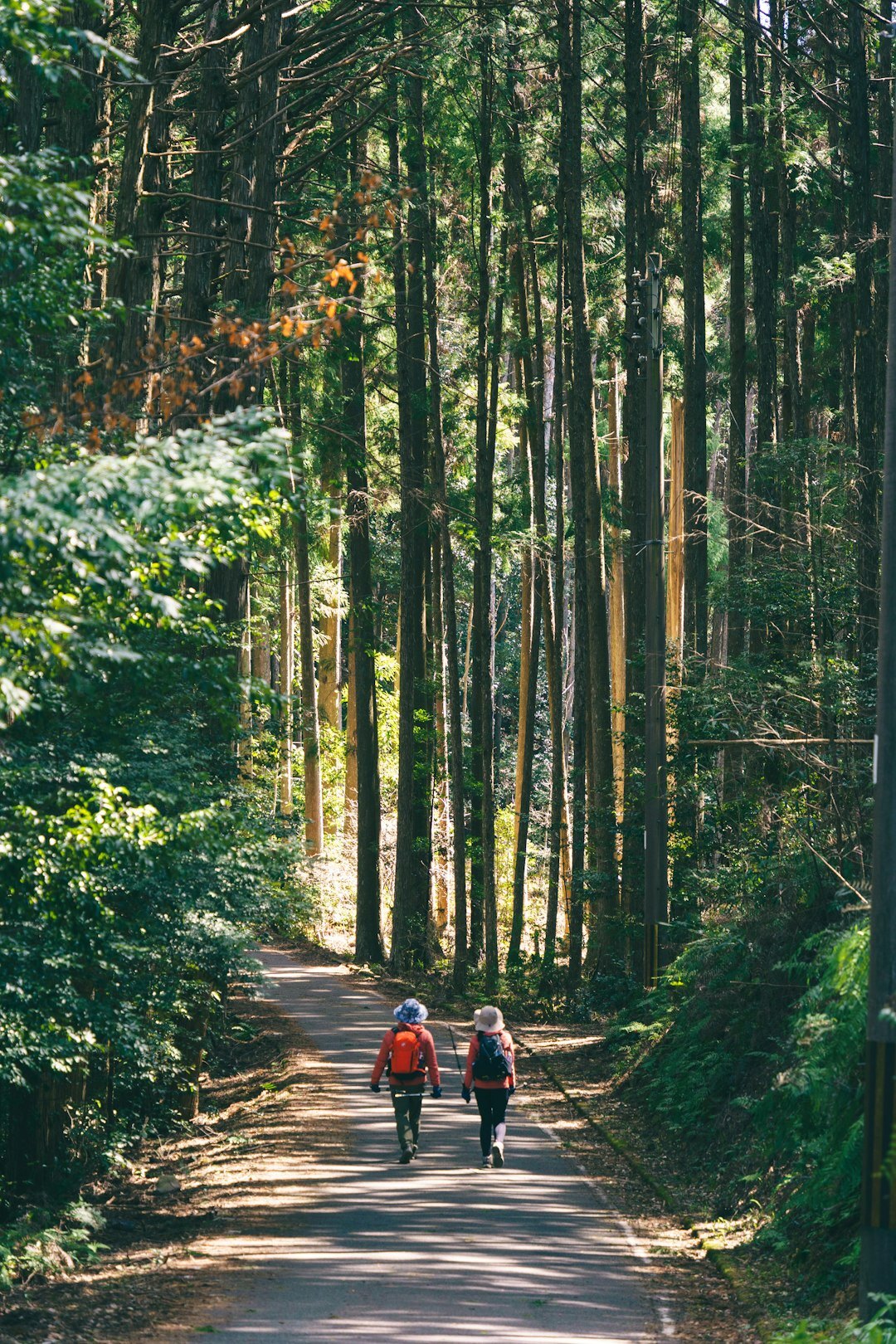 person walking in peaceful forest